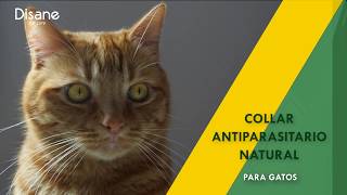 Collar antiparasitario natural para gatos [upl. by Rajiv]