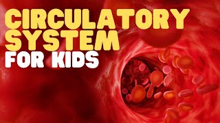 Circulatory System for Kids  Learn all about how blood travels through the body [upl. by Anelrats]