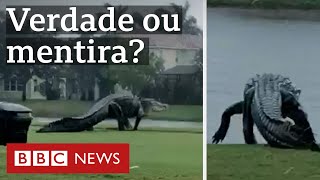 Vídeo de jacaré gigante passeando em campo de golfe na Flórida é real [upl. by Ynnob]