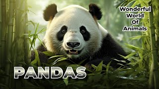 The Wonderful World Of Pandas [upl. by Ahkihs]