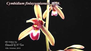 Cymbidium finlaysonianum [upl. by Namron]