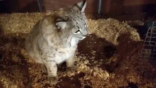 Unhappy Bobcat [upl. by Danita]