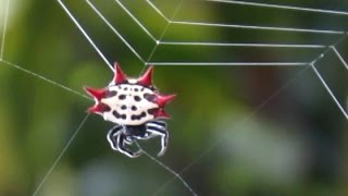 Spiny Orb Weaver Spider Spinning A Web [upl. by Nymzaj446]