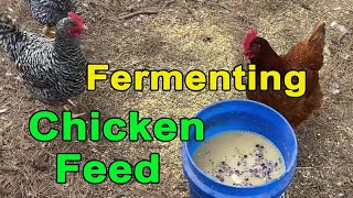 Fermenting Chicken Feed [upl. by Jandy688]