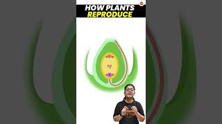 How do Plants Reproduce  Sexual Reproduction in Plants  Class 10 Science Biology Pollination [upl. by Arvie]