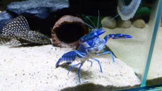 Cherax destructor 21116 [upl. by Anivle]