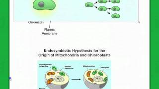 Origin of Eukaryotes [upl. by Mccurdy]