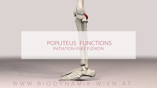 Poplietus Muscle Functions Initiation Knee Flexion 3d Animation [upl. by Nerrot]