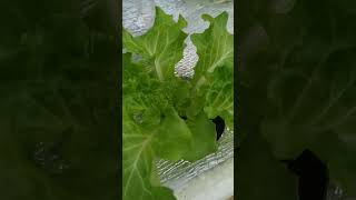 checkout my hydroponically grown lettuce kratkyhydroponics thankyouforwatching [upl. by Wie449]