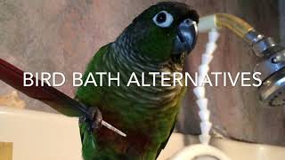 Bird Baths amp Beyond  Guide to Green Cheek Conure Behavior [upl. by Ayitahs]