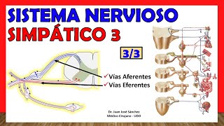 🥇 SISTEMA NERVIOSO SIMPÁTICO 33  Funcionamiento Vías Eferentes y Aferentes Simpáticas [upl. by Airrotal]