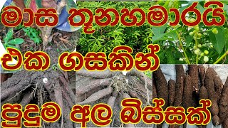 මාස තූනහමාරේ හොඳම අල අස්වැන්න ගන්න පුළුවන් මඤ්ඤොක්කා ප්‍රභේදය [upl. by Cattima]