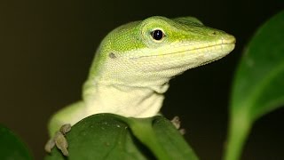 Feeding my Anole lizard [upl. by Orel]