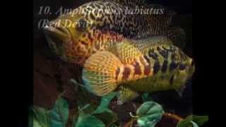 15 Most Aggressive Cichlids [upl. by Nyladnewg]