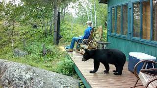 Near Bear Head Lake Park Bears bears bears and more bears August 2024 [upl. by Lomax853]