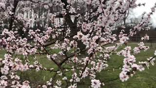 Watching the bees on the nanking cherry [upl. by Henson]