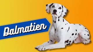 Caractéristiques De La Race De Dalmatien 🐾 [upl. by Trudey]