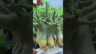 Bonsai Root Fertilizer Desert Rose Plant Flower Gardening Adenium [upl. by Scrivings]