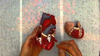 02 anatomy of the heart model [upl. by Arsi]