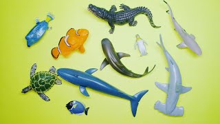 Collect 7 Sea Animals Clown Fish Hammerhead Shark Orca Whale Hermit Crab Goblin Shark Sailfish [upl. by Stauffer]