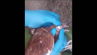 Chicken eye disease coryza treatment satisfyingvideo shorts [upl. by Freeborn721]