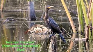 NEOTROPIC CORMORANT resting NANNOPTERUM BRASILIANUS BIGUÁ with a hydrodynamic body Scuba diver [upl. by Neenad]