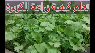 طريقة زراعة الكزبرة من البذور فى المنزل [upl. by Lucienne326]