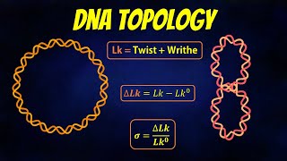 DNA Topology  Linking number  Twist  Writhe [upl. by Auqinahs493]