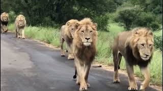 7 Satara Males  7 Male Lions Walking together in Kruger National Park [upl. by Assele]