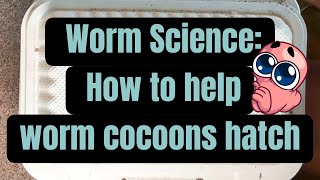 Worm Science How to help cocoons hatch [upl. by Panaggio]