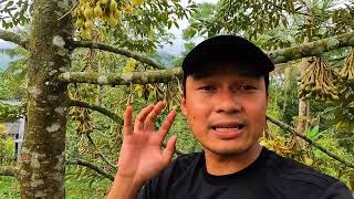 Kebun Durian Perawatan Seadanya Karna Keterbatasan Modal Akhirnya Bisa Berbunga Lebat Juga Tahun ini [upl. by Eilraep]