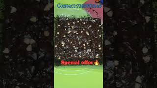 Eggless chocochips brownie 😋😍 special offer 🔥 order now shorts trending trendingshorts brownie [upl. by Innoj151]