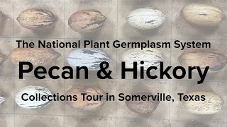 NPGS Pecan amp Hickory Collections Tour [upl. by Leahcimnaj]