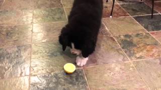 Bernese Mountain Dog Puppy vs Lemon continued [upl. by Aundrea39]