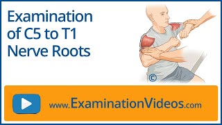 Examination of C5 to T1 Nerve Roots [upl. by Nnylav548]