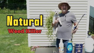 The Best NATURAL Weed Killer [upl. by Shirl]