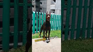 Are Dobermans aggressive 🙄 [upl. by Otaner]