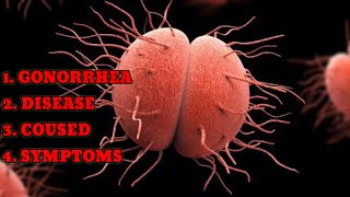 GONORRHEA DISEASE CAUSED SYMPTOMS foryou newvideo subscribe youtube youtuber youtubeshorts [upl. by Shanan]