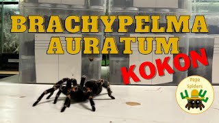 Brachypelma auratum odbieranie kokonu [upl. by Rutherfurd740]