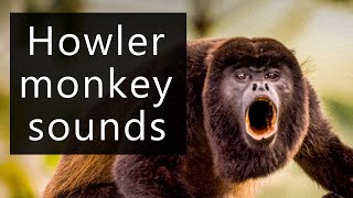 The frightening sounds of the Howler monkeys [upl. by Bartie]