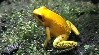 Phyllobates terribilis  Schrecklicher Pfeilgiftfrosch [upl. by Anaeco110]