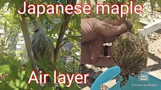 Japanese maple airlayer [upl. by Yelsa]