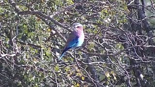 Lilacbreasted roller Coracias caudatus at Djuma Waterhole [upl. by Rowena]