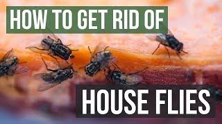 How to Get Rid of House Flies 4 Simple Steps [upl. by Noroj584]