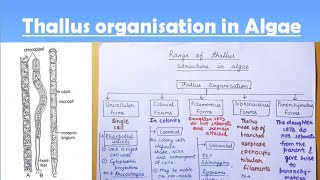 Thallus structure in algae [upl. by Arahk]