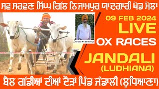 🔴Live Jandali  Ludhiana  Ox Races  09 Feb 2024 [upl. by Anertal848]