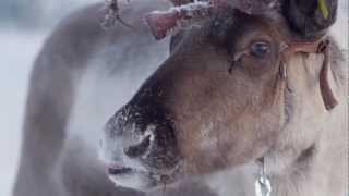 Reindeer ride in Levi Finnish Lapland  reindeer safari in Finland [upl. by Kurtzman]