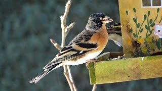 Keep  Brambling Fringilla montifringilla  Sneeuw  Veluwe  2015  Nederland [upl. by Donni365]