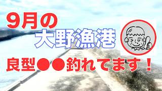 クロダイ釣るまで帰れません！良型●●が釣れてます。大野漁港 2024922 [upl. by Sokram]