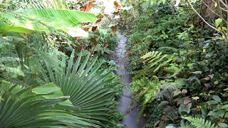 Our Dutch Tropical Garden Change of Seasons [upl. by Lyn125]